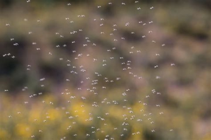 What are those little bugs that fly in swarms?