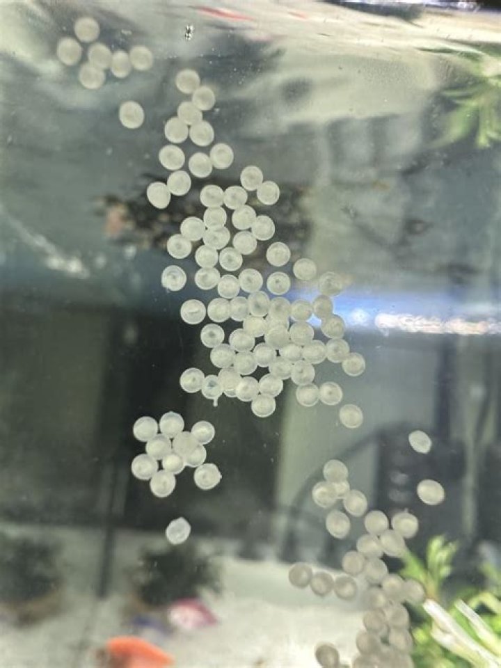 What are those little water balls called