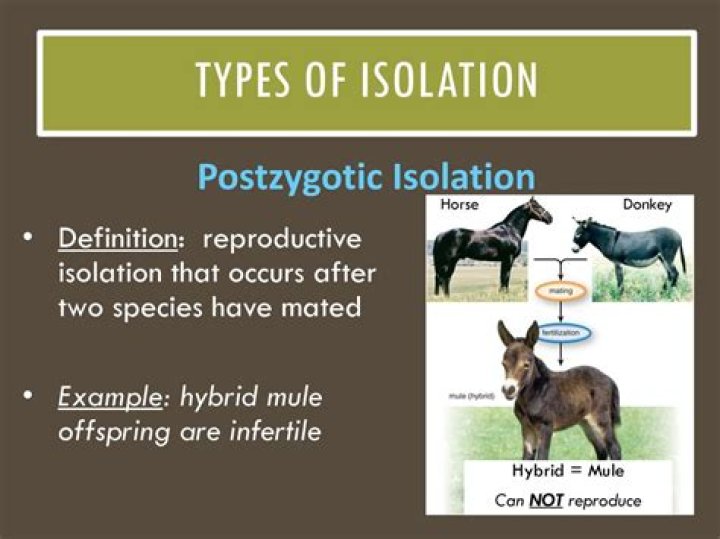 What are two examples of a Postzygotic barrier