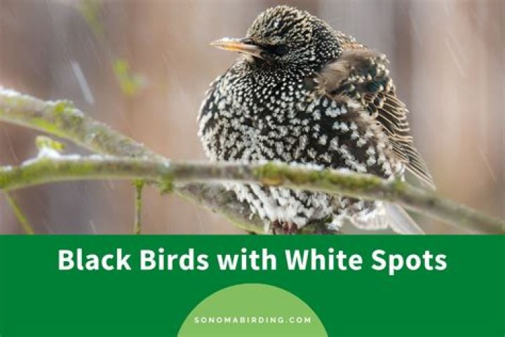 What bird is black with white spots