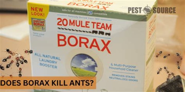 What Borax does to ants