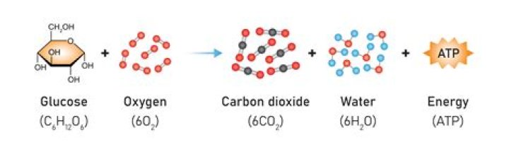 What breaks down sugar molecules into energy