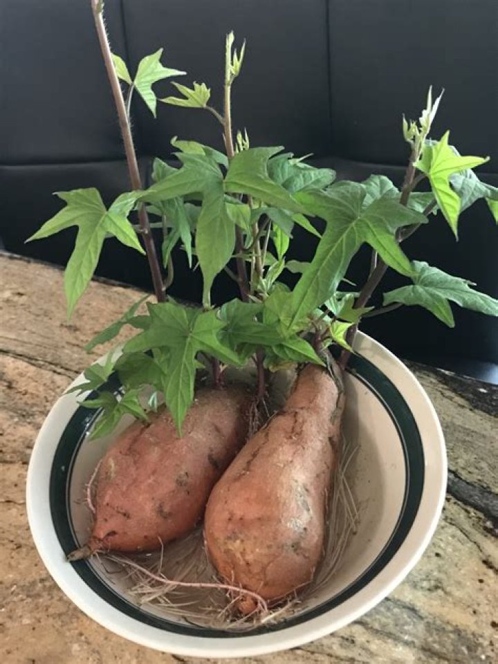 What bugs eat sweet potato leaves