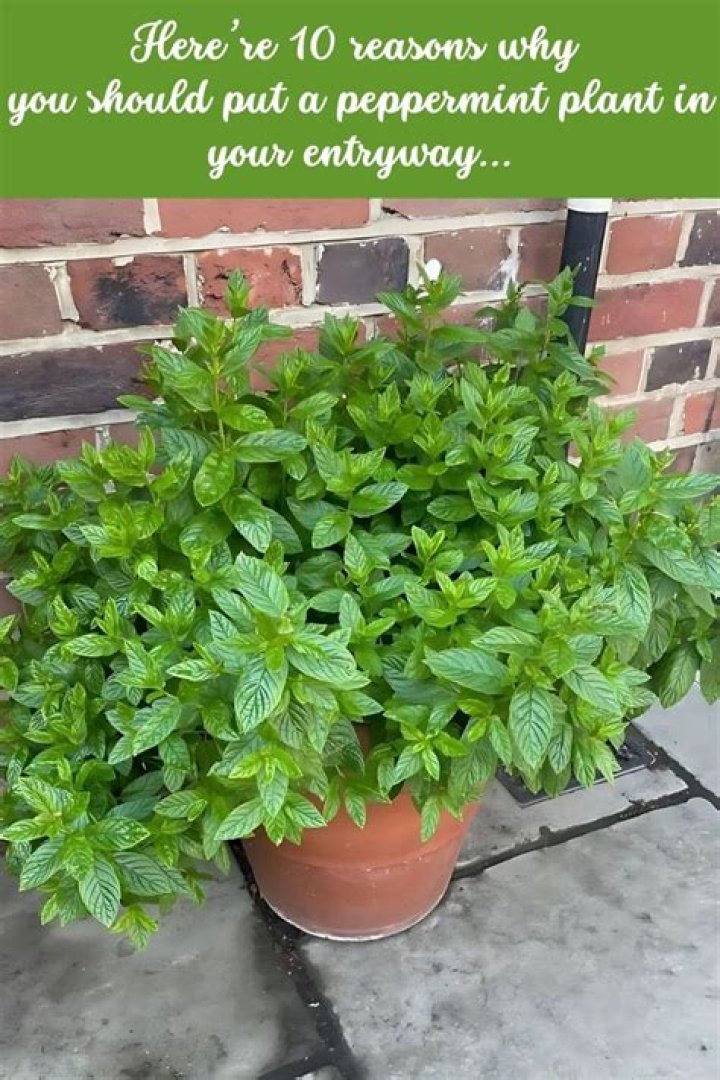 What can I do with a peppermint plant
