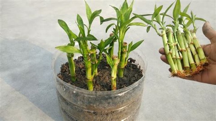 What can I plant instead of bamboo