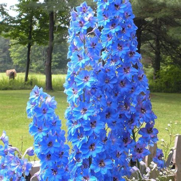 What can I plant with delphiniums