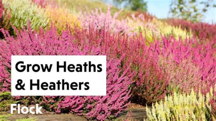 What can I plant with Heather