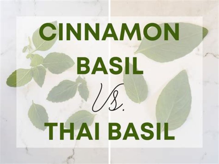 What can you use cinnamon basil for