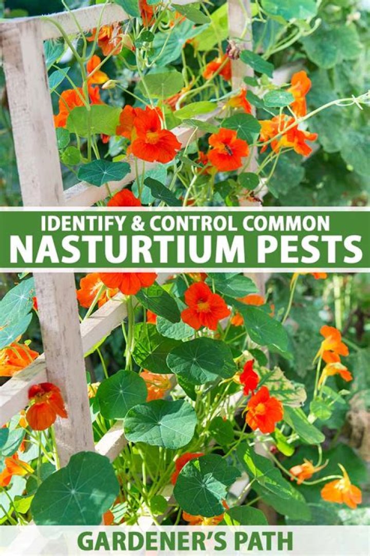 What caterpillar eats nasturtiums