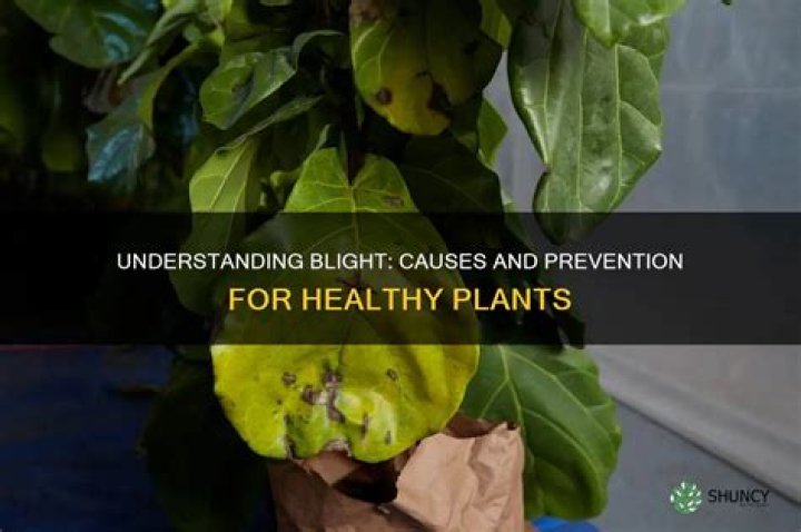 What causes blight in plants