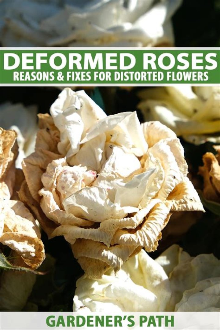 What causes deformed roses? | ContextResponse.com