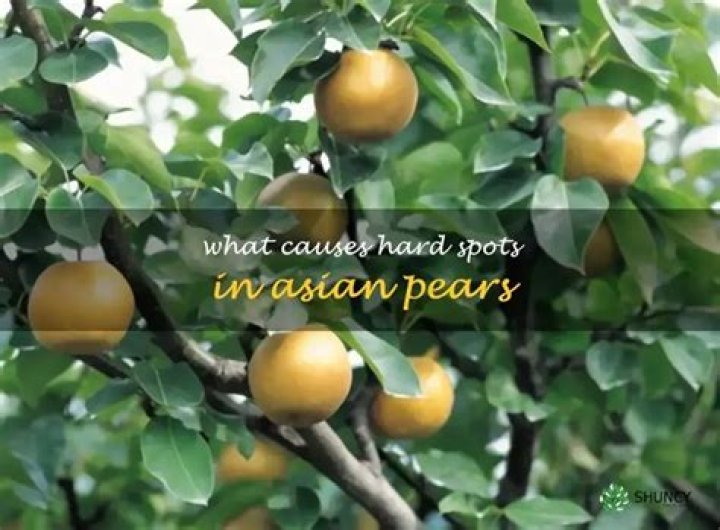 What causes hard spots in pears