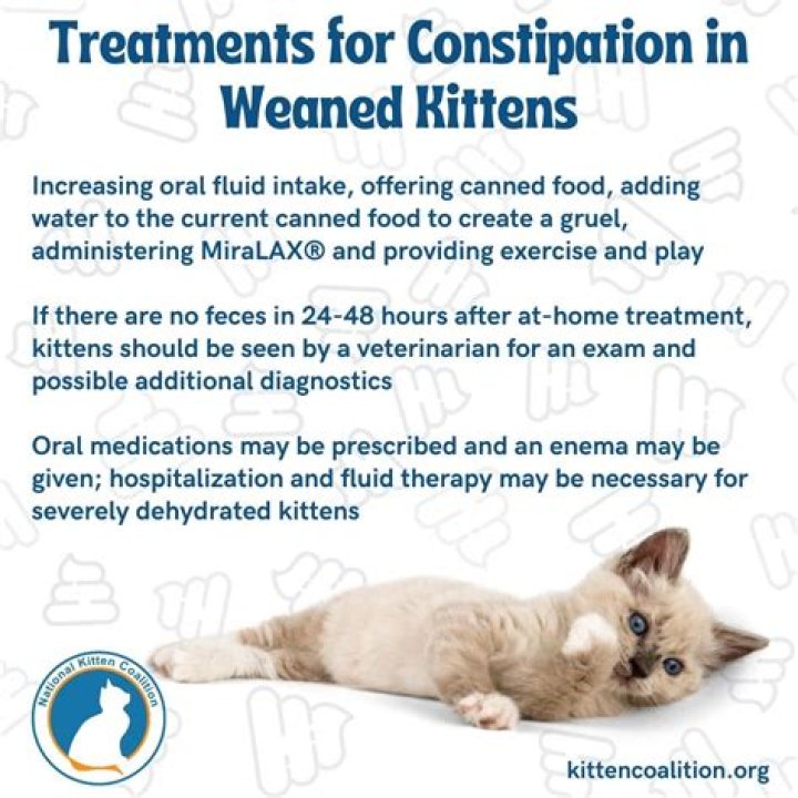 what causes hiccups in kittens