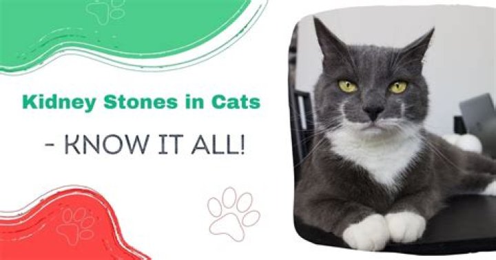 what causes kidney stones in cats