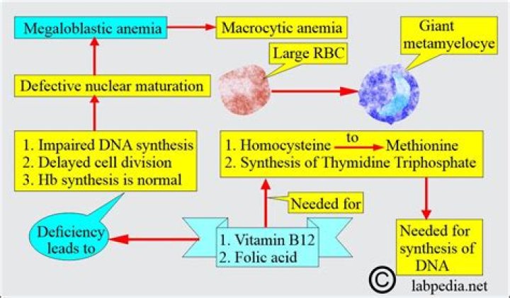 What causes methionine deficiency
