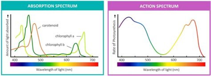 what causes the dark lines in the absorption spectrum of an element to occur