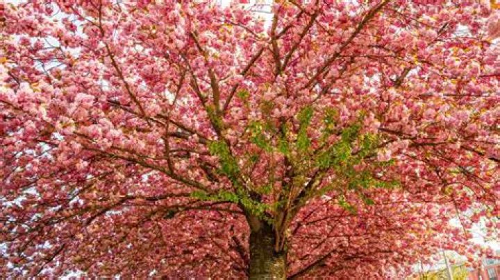 What climate do cherry blossom trees grow in?