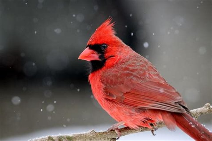 what color is a cardinal