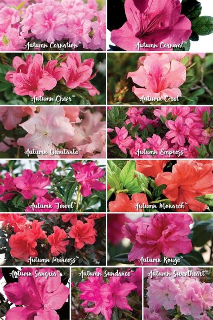 what color is azalea