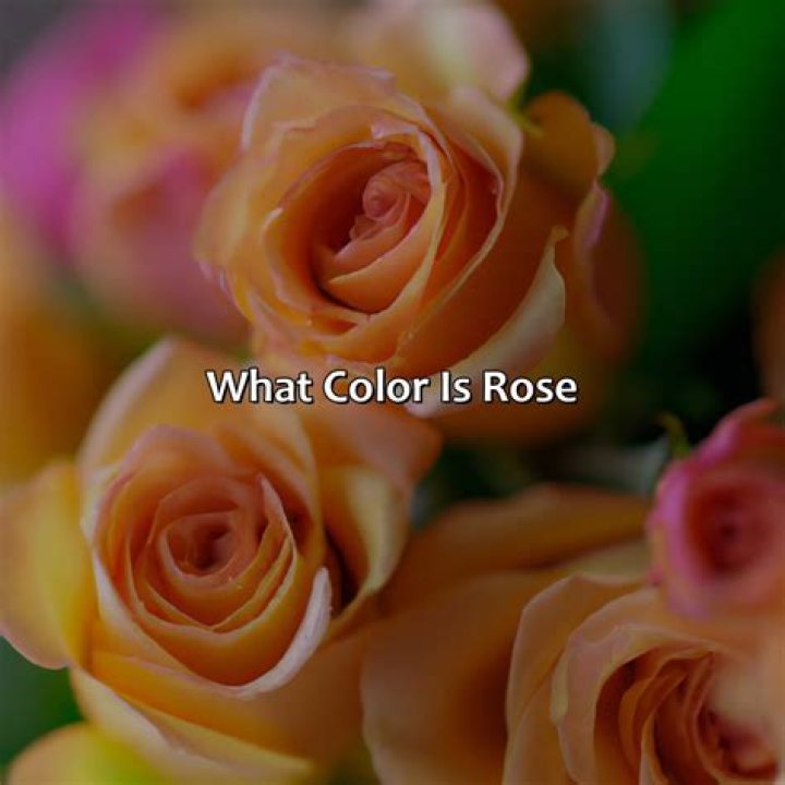 What color is English rose