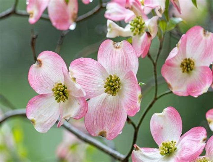 What color is the flowering dogwood