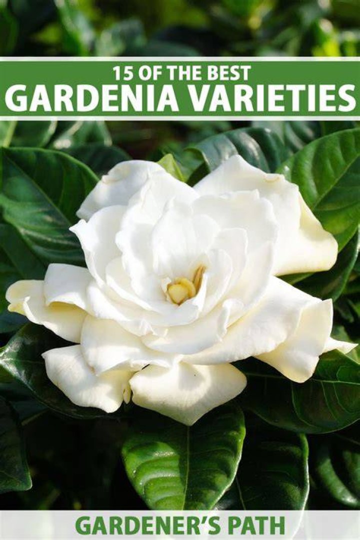 what colors are gardenias