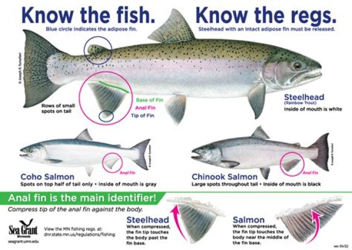 What colors do steelhead like?