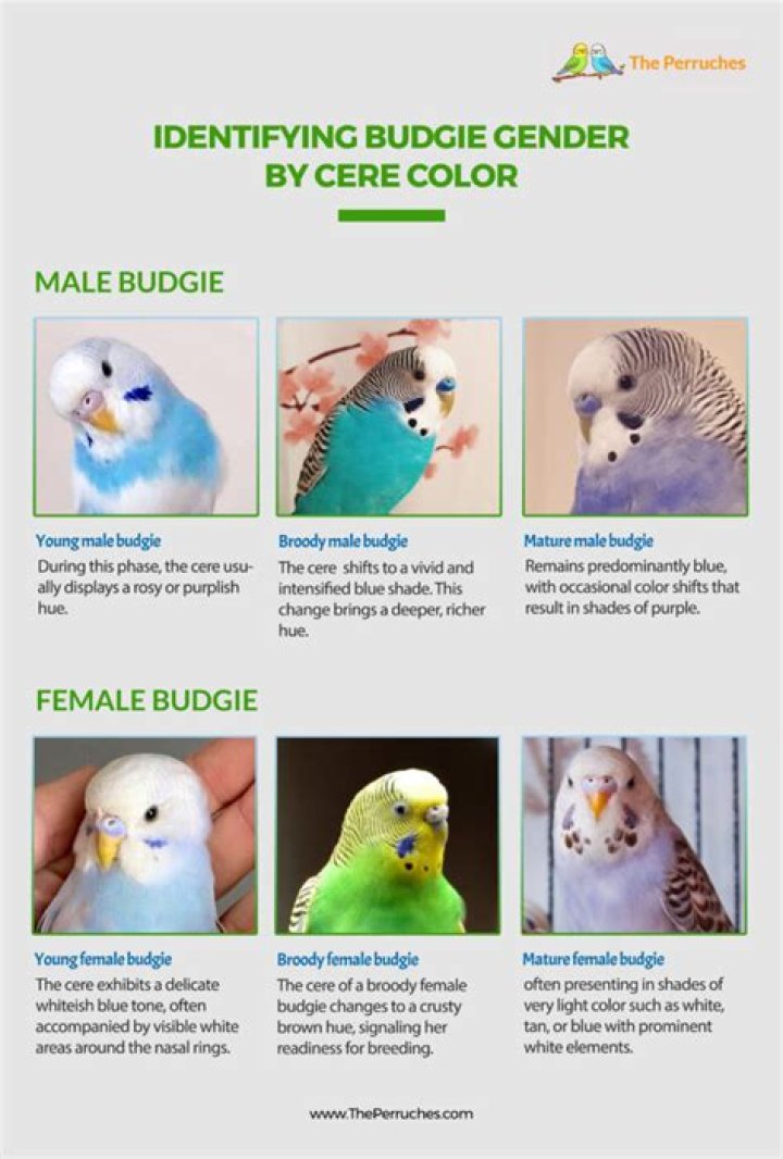 What Colour is a female budgies Cere?