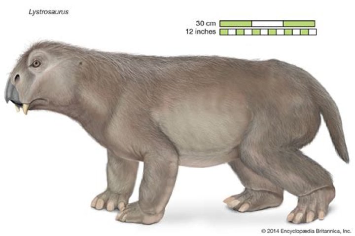 What did therapsids look like?