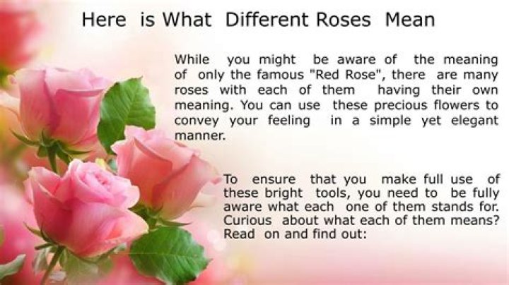 What different roses mean?