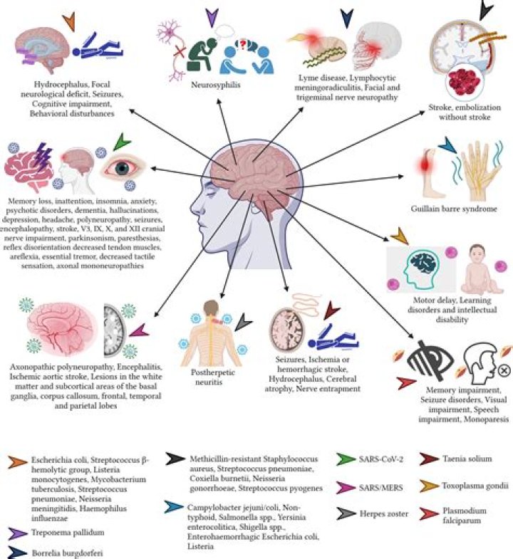 What disease causes inflammation of the brain