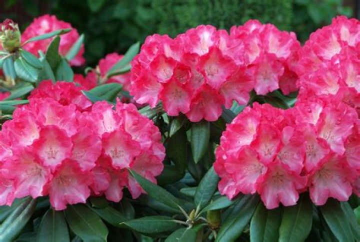 what do azaleas look like