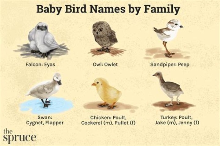 what do babybirds eat