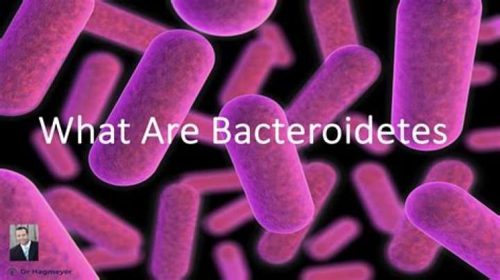 What do bacteroidetes do