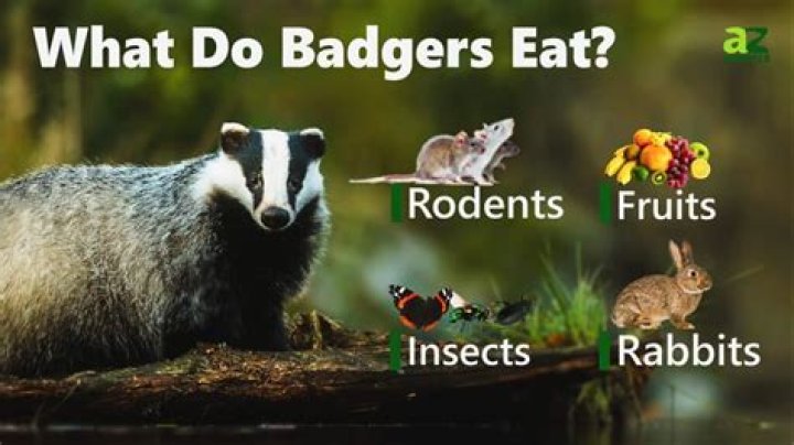 what do badgers eat
