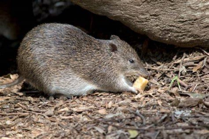 what do bandicoots eat