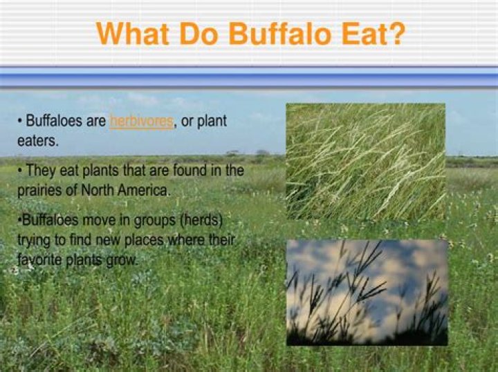 what do buffalo eat