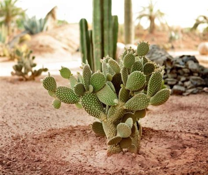what do cactus need to survive
