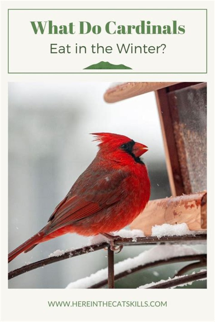 What do cardinals eat during the winter