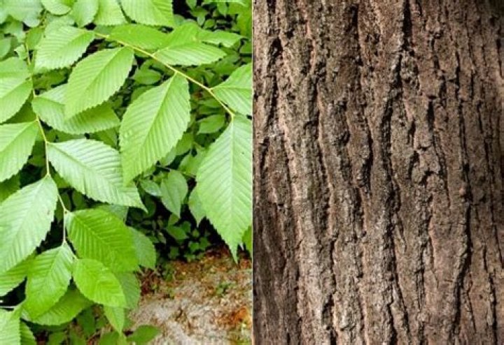 what do elm tree leaves look like