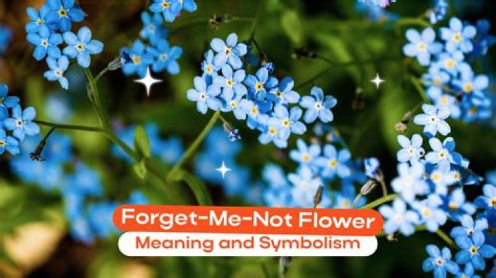 What do forget-me-nots symbolism?