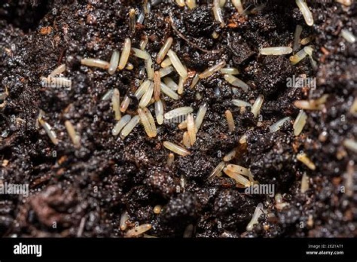 what do grasshopper eggs look like