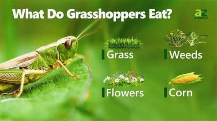 what do grasshoppers eat