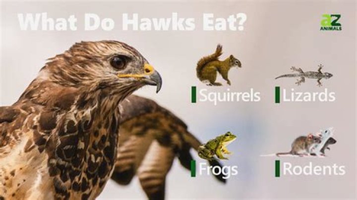 what do hawks eat