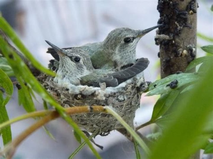 what do hummingbirds sound like