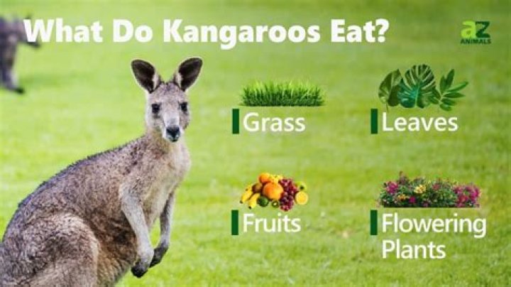 what do kangaroos eat
