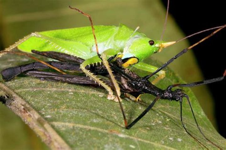 what do katydids eat