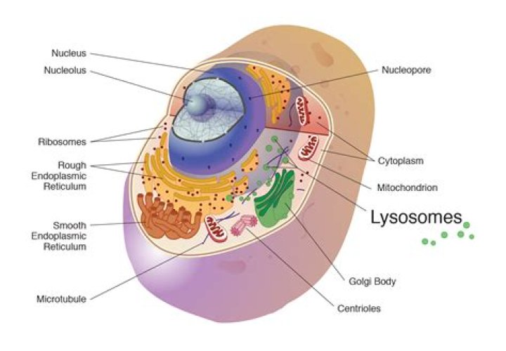 what do lysosomes do
