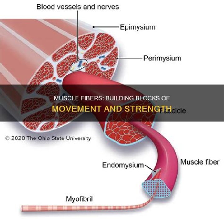 What do muscle fibers do