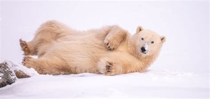 what do polar bears eat in the tundra